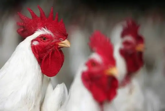 إنفلونزا طيور متحورة تهدد دواجن مصر.. وإجراءات حكومية حاسمة