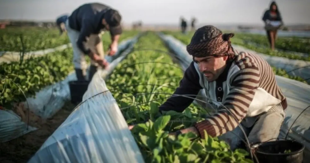 اتحاد المزارعين يتوقع انفراج أزمة أسعار الخضروات قريباً